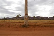 Len Beadell Blaze Tree