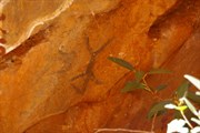 Aboriginal Rock Paintings