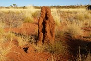 Termite Mounds