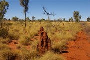 Termite Mounds