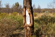 Len Beadell Blaze Tree