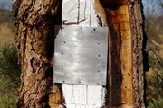 Len Beadell Blaze Tree