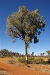 Len Beadell Blaze Tree