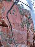 Three Goannas Petroglyph - DQB