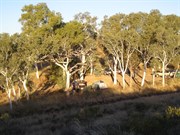 Camp area at Southern water pump - Rudall River