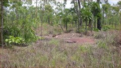 World War II Airstrip Livingstone