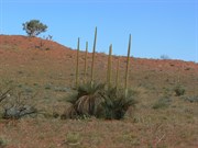 Blackboy (grass trees) at the Tropic of Capricorn