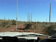 Grass Trees on the Puntawarri