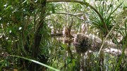 Coomalie Creek