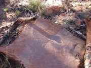 Turtle carving