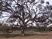 The Hat Tree