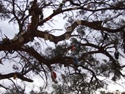 How did they get them up there?