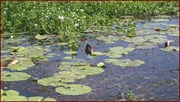 Comb Crested Jacana