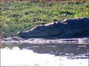 Crocodile on the bank