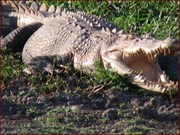 Crocodile on the bank