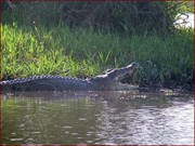 Estuarine crocodile