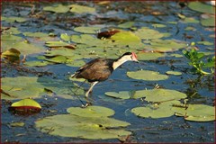 Yellow Water Billabong Part 2 - Comb Crested Jacana 