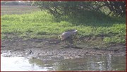 Estuarine crocodile