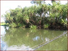 Yellow Water Billabong Part 2 - A Cluster of Pandana Palms 