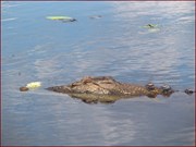 A Lazy Crocodile