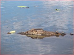 Yellow Water Billabong Part 2 - A Lazy Crocodile 