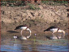 Yellow Water Billabong Part 2 