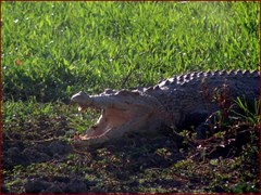 Yellow Water Billabong Part 2 - Estuarine crocodile 