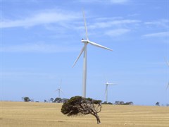 Wattle Point wind farm - The Growth of this tree tell the story