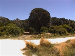 Nice Camp Area (near Sloop Lagoon)