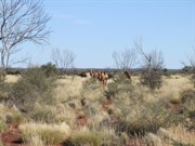 Camels on the cleared line 3 km west of ON 1