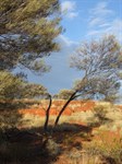 Red Bluff camp site - Hunt Oil Road