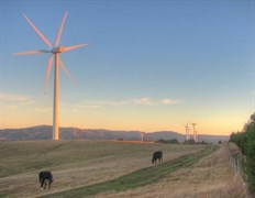 Toora wind farm - Cattle grazing under Toora turbines