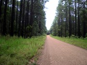 Cooloola Way Pine forest near Harrys turnoff