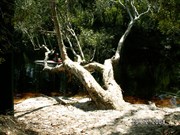 Noosa River - 3 Hours Kayaking - Above Harrys Hut 