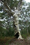 Ancient Scribbly gums on the Eastern Firebreajk