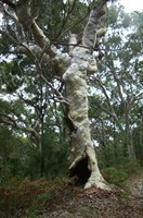 Firebreaks & Cooloola Beach Camping Zone - Ancient Scribbly gums on the Eastern Firebreajk 