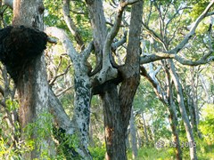 Firebreaks & Cooloola Beach Camping Zone - Western Firebreak area 