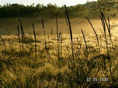 Firebreaks & Cooloola Beach Camping Zone - Grasslands typical of the Western Firebreak 