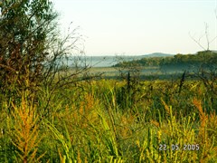 Firebreaks & Cooloola Beach Camping Zone - Typical wetlands of the Western Firebreak Area 