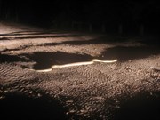 A nighttime stroll surprise!