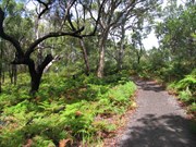 600 metre track through ferns and forest to sandblow