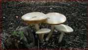 Toadstools in the Roadhouse Garden