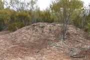 The Mallee Fowls Next is a large mound - left abandoned