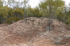 Mallee Fowl's Nest - The Mallee Fowls Next is a large mound - left abandoned 