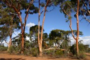Beautiful gum trees at Thursday Rock - a great site for camping