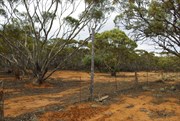 Old Telegraph Lines & Rabbit Proof Fence