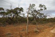 Old Telegraph Lines & Rabbit Proof Fence