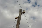 Old Telegraph Lines & Rabbit Proof Fence
