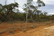 Old Telegraph Lines & Rabbit Proof Fence