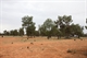 Shaded open camp areas